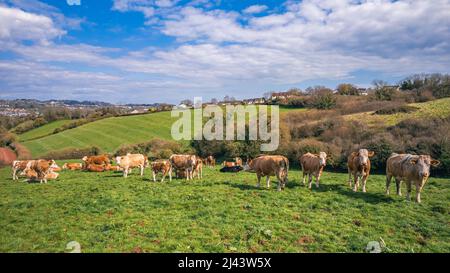 Vaches sur Devon Fields et Meadows d'un drone, village anglais, Angleterre, Europe Banque D'Images