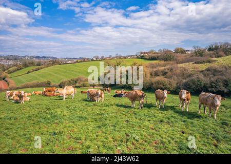 Vaches sur Devon Fields et Meadows d'un drone, village anglais, Angleterre, Europe Banque D'Images