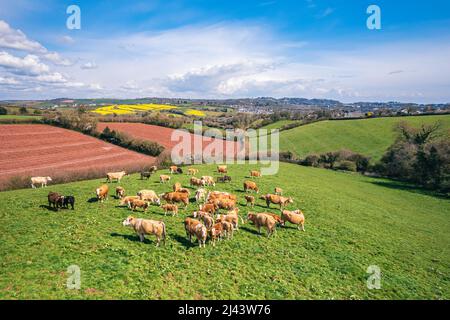 Vaches sur Devon Fields et Meadows d'un drone, village anglais, Angleterre, Europe Banque D'Images