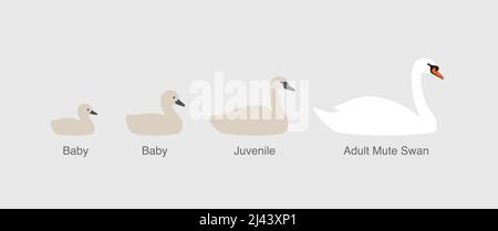 Cygne muet, de bébé à adulte swan dans une rangée, vector illustration Illustration de Vecteur