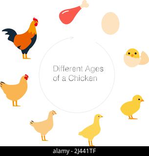 La vie d'un poulet, différents âges de poulet, illustration vectorielle Illustration de Vecteur
