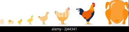 La vie d'un poulet, différents âges de poulet, illustration vectorielle Illustration de Vecteur