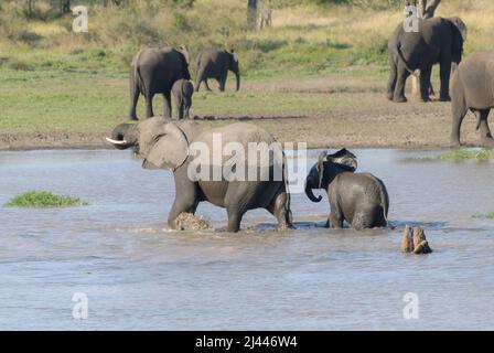 Une mère et un bébé éléphant d'Afrique, faisant partie d'un grand troupeau, traversant la rivière, parc national Kruger, Afrique du Sud Banque D'Images