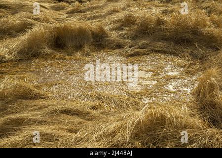 Marais de tourbe de marais frais. Arrière-plan sous forme d'herbe jaune foncé dans l'eau. Banque D'Images