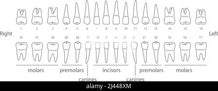 Tableau des dents humaines, illustration vectorielle Illustration de Vecteur