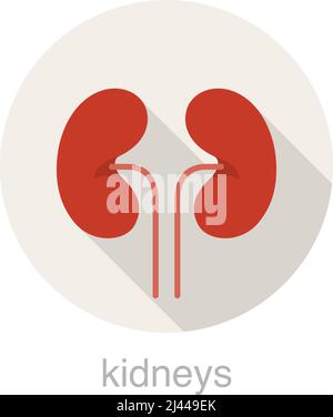 Icône de conception à plat de rein d'organe humain, illustration vectorielle Illustration de Vecteur