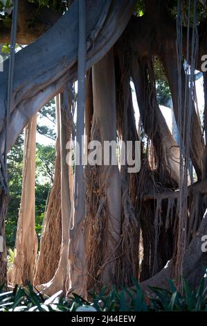 Arbre de ficus géant avec des racines d'air suspendues dans le jardin botanique de Tenerife, îles Canaries, Espagne Banque D'Images