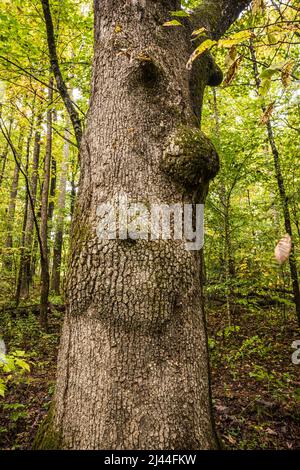 Un arbre avec un visage le long de la piste de Crabtree Falls en Caroline du Nord, États-Unis. Banque D'Images