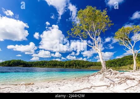 Melaleuca quinquenervia, communément appelé écorce de papier à feuilles larges, arbre à thé en écorce de papier, punk ou niaouli, au lac McKenzie, Fraser Island, Queensland Banque D'Images