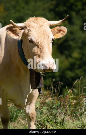 Pyrénées, France. 6th septembre 2015. Les bovins se reproduisent de France Blonde d'Aquitaine avec cloche de vache et cornes Banque D'Images