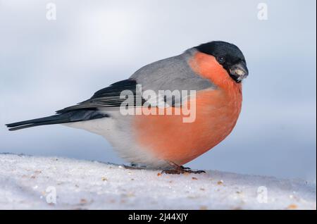 Le Bullfinch eurasien mâle (Pyrrhula pyrrhula) se trouve sur le bord de la neige avec un fond blanc propre Banque D'Images