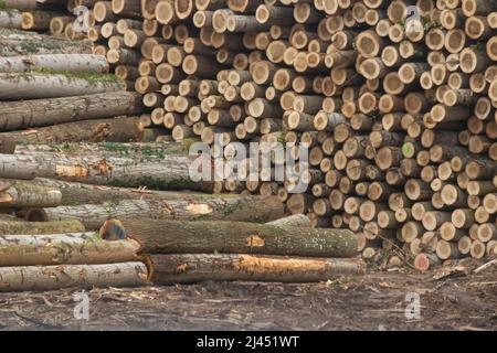 Bois brut empilé dans une forêt Banque D'Images