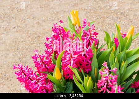 Des jacinthes de printemps colorées fleurissent des tulipes et dans des pots à Trentham Gardens Staffordshire Banque D'Images