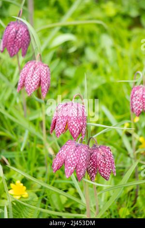 Gros plan de deux fleurs violettes vibrantes de Fritillaria meleagris dans une prairie verte luxuriante avec des fleurs sauvages jaunes éparpillées. Banque D'Images