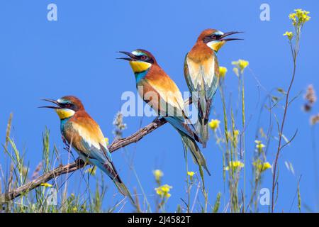Bienenfresser (Merops apiaster) Banque D'Images