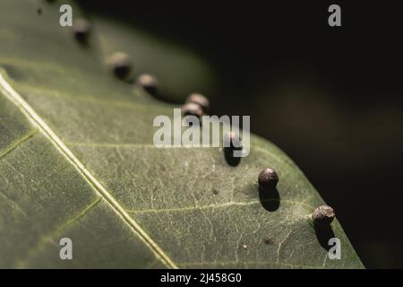 La précision de la forme de la balle des larves DE BANNIÈRE abstraite des œufs d'insectes repose sur la beauté le long du bord de la surface de la feuille de plante verte.Incroyable macro faune nature monde Haut Banque D'Images