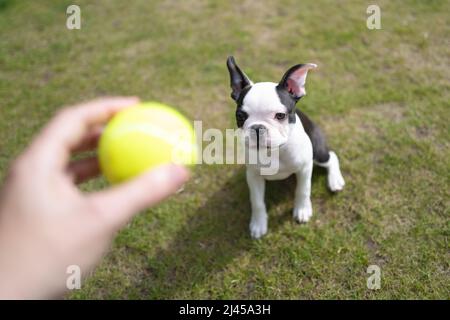 Boston Terrier chiot assis sur l'herbe regardant une balle de tennis qui lui est tenue. Banque D'Images