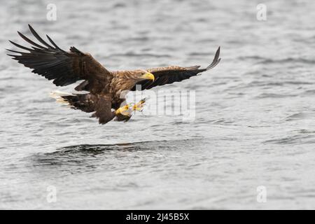 Seeadler auf Beuteflug, (Haliaeetus albicilla) Banque D'Images