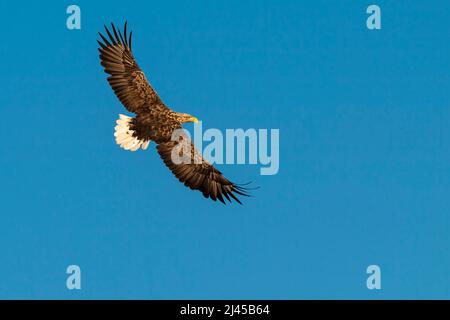 Seeadler auf Beuteflug, (Haliaeetus albicilla) Banque D'Images