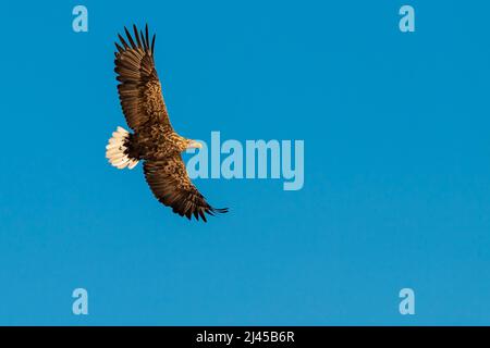 Seeadler auf Beuteflug, (Haliaeetus albicilla) Banque D'Images