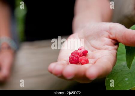 Vallée du Chaudefour (centre-sud de la France) : femme, randonneur, tenant des framboises sauvages dans ses terres Banque D'Images