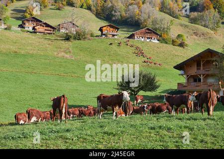 Le Grand-Bornand (Alpes françaises, centre-est de la France) : troupeau de vaches laitières d'abondance et de huttes de montagne *** Légende locale *** Banque D'Images