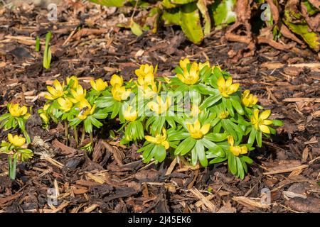 Eranthis hyemalis plante à fleurs printanières de la fin de l'hiver avec une fleur jaune d'hiver communément connue sous le nom d'aconite d'hiver, image de stock photo Banque D'Images
