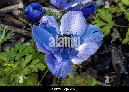 Anemone coronaria 'Hollandia' plante bulbeuse à fleurs printanières avec une fleur de printemps bleue, image de stock photo Banque D'Images