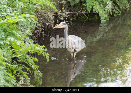 Gros plan d'un héron gris (Ardea cinerea) pataugeant dans l'eau, Angleterre, Royaume-Uni. Banque D'Images