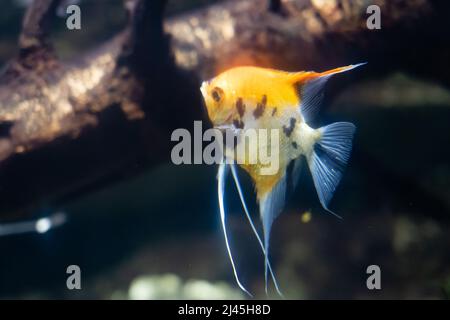 Enoplosus armatus ou vieille femme poisson dans l'aquarium Banque D'Images