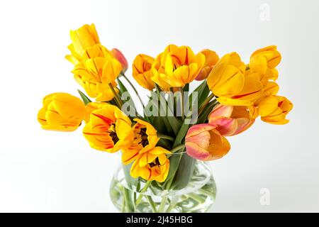 Un grand bouquet de grands tulipes jaunes dans un vase en verre sur fond blanc. Une composition élégante pour votre texte d'invitation, Félicitations. Banque D'Images