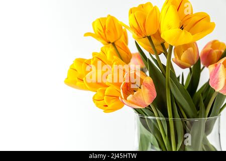 Un grand bouquet de grands tulipes jaunes dans un vase en verre sur fond blanc. Une composition élégante pour votre texte d'invitation, Félicitations. Banque D'Images