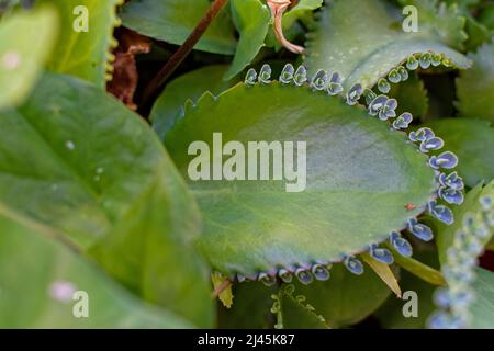 Polynésie française : feuilles de Kalanchoe daigremontiana, communément appelées mères de milliers, alligators ou chons mexicains, des Crassulacées Banque D'Images