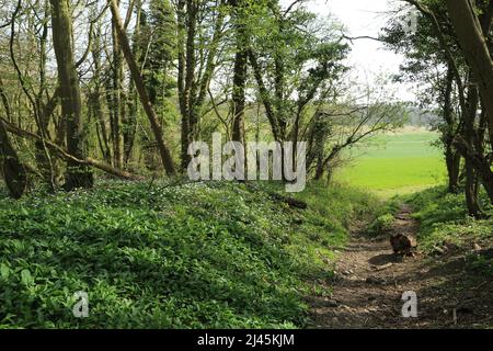 Sentier (HE137), ail sauvage et passerelle à travers la réserve naturelle de Spong Wood en regardant vers les champs et la campagne ouverte sur le Kent North Downs près Banque D'Images