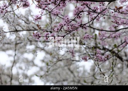 Branches avec fleur de cerisier rose et blanc, matin brumeux Banque D'Images