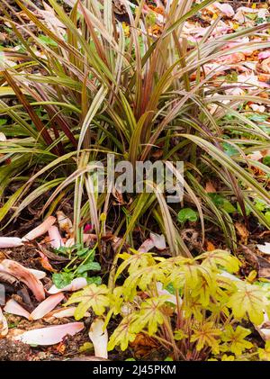 Le feuillage piquant de la Nouvelle-Zélande, Astelia nervosa 'Westland', partage une frontière ombragée avec x Heucherella 'Alabama Sunrise' Banque D'Images