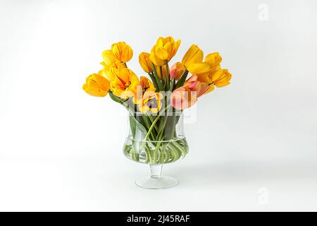 Un grand bouquet de grands tulipes jaunes dans un vase en verre sur fond blanc. Une composition élégante pour votre texte d'invitation, Félicitations. Banque D'Images