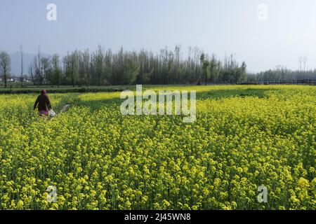 12 avril 2022, Srinagar, Jammu-et-Cachemire, Inde : une femme marche dans un champ de fleurs de colza à la périphérie de Srinagar, au Cachemire administré par l'Inde. (Image de crédit : © Adil Abbas/ZUMA Press Wire) Banque D'Images