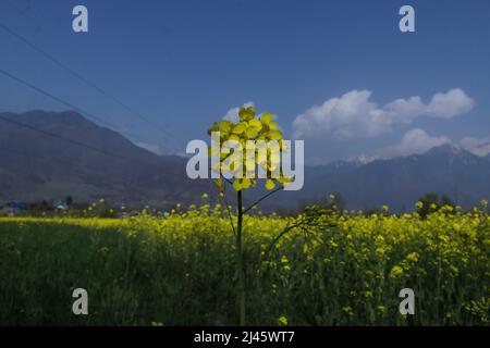 12 avril 2022, Srinagar, Jammu-et-Cachemire, Inde: Une vue de la fleur de colza dans un champ à la périphérie de Srinagar, Cachemire administré par l'Inde. (Image de crédit : © Adil Abbas/ZUMA Press Wire) Banque D'Images