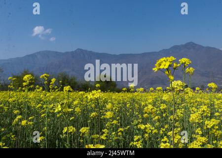 12 avril 2022, Srinagar, Jammu-et-Cachemire, Inde: Une vue de la fleur de colza dans un champ à la périphérie de Srinagar, Cachemire administré par l'Inde. (Image de crédit : © Adil Abbas/ZUMA Press Wire) Banque D'Images