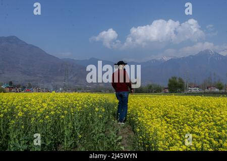 12 avril 2022, Srinagar, Jammu-et-Cachemire, Inde: Un homme marche dans un champ de fleurs de colza à la périphérie de Srinagar, Cachemire administré par l'Inde. (Image de crédit : © Adil Abbas/ZUMA Press Wire) Banque D'Images