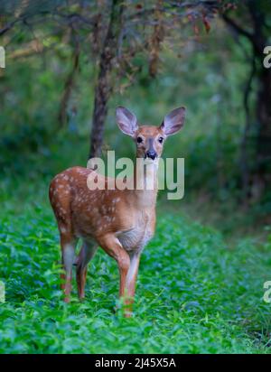 Fauve à queue blanche marchant dans la forêt au début de l'été au Canada Banque D'Images