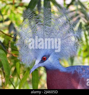 Gros plan d'un pigeon couronné de Sclaters, goura sclterii, un grand pigeon terrestre des forêts des plaines de la Nouvelle-Guinée. Banque D'Images