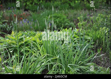 L'ail au miel sicilien (Allium siculum, Nectaroscordum sicule) fleurit dans un jardin en avril Banque D'Images