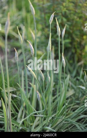 L'ail au miel sicilien (Allium siculum, Nectaroscordum sicule) fleurit dans un jardin en mai Banque D'Images