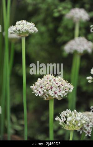 Allium Silver Spring avec des ombelles de fleurs blanches densément remplies, avec des yeux pourpres-roses, fleurit lors d'une exposition en mai Banque D'Images