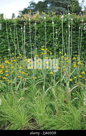 Le batteur d'été Allium, extrêmement grand, se prépare à fleurir dans un jardin en juin Banque D'Images