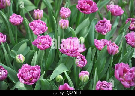 Rose lilas Double tulipes précoces (Tulipa) Double drapeau fleurissent dans un jardin en mars Banque D'Images