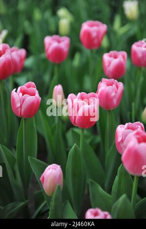 Rose unique tulipes tardives (Tulipa) Dutch Delight Bloom dans un jardin en mars Banque D'Images