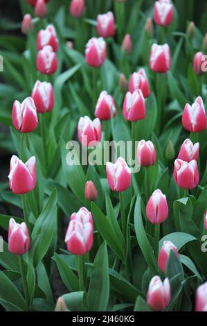 Tulipes roses et blanches (Tulipa) Dutch Design fleurissent dans un jardin en mars Banque D'Images